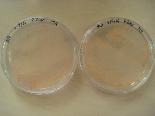 micrococcus roseus